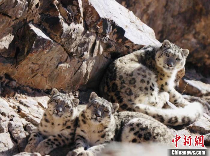 青海都蘭：雪豹、兔猻等多種珍稀野生動物亮相