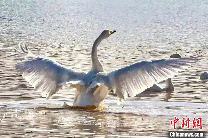圖為一只大天鵝在水中沐浴?！?yán)桉 攝