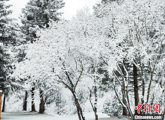 大熊貓國(guó)家公園王朗片區(qū)春雪如畫(huà)，宛若仙境。　羅春平 攝