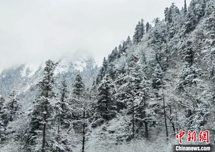 大熊貓國(guó)家公園王朗片區(qū)春雪如畫(huà)，宛若仙境?！×_春平 攝