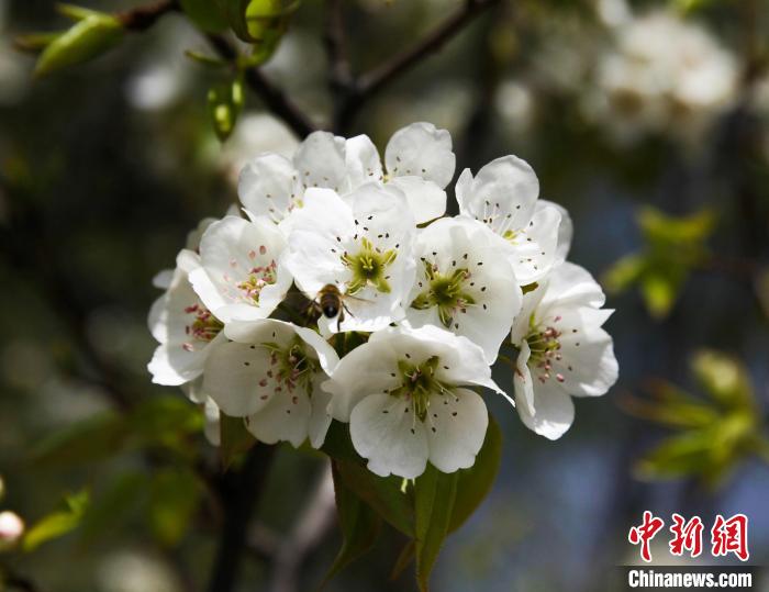 圖為盛開的梨花。　祁增蓓 攝