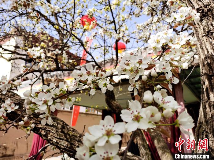 青海尖扎噶達(dá)莊園：百年“后花園”梨花盛開，舉目皆春色