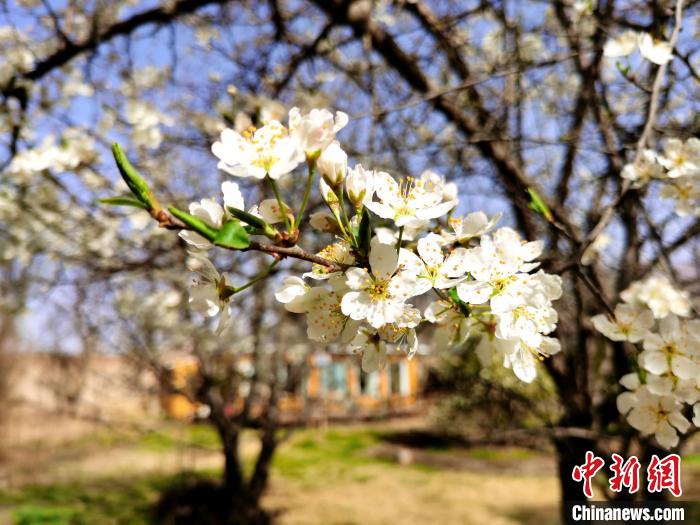 圖為梨花。　張?zhí)砀?攝