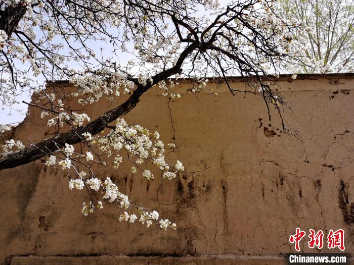 圖為一面土墻旁邊的梨花?！?zhí)砀?攝