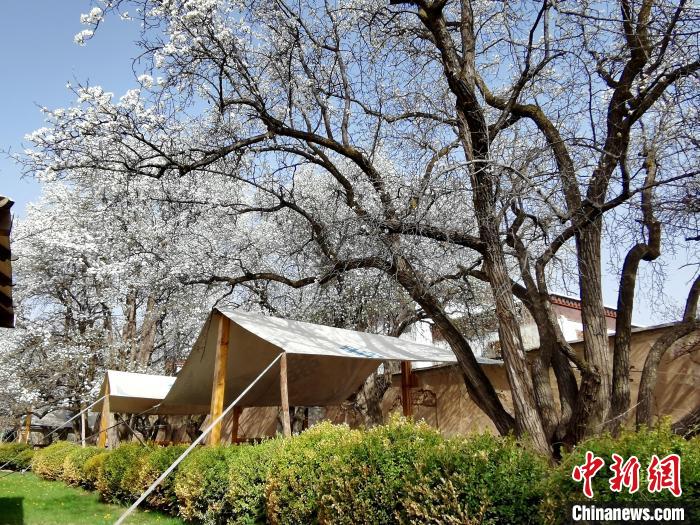 圖為尖扎噶達(dá)莊園內(nèi)的梨花。　張?zhí)砀?攝