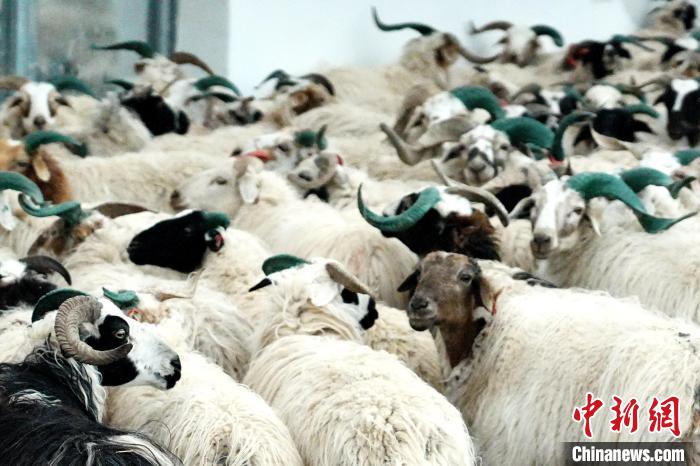 圖為被評為國家農產品地理標志保護產品的剛察藏羊進場入圈?！〔讨绢?攝