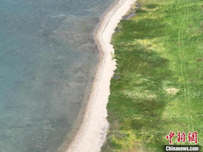 圖為航拍仲夏時(shí)節(jié)，青海湖畔綠茵如毯?！∑钤鲚?攝