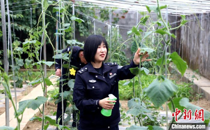 圖為李冬雪在溫室大棚里勞作?！∥鞑爻鋈刖尺叿罊z查總站供圖