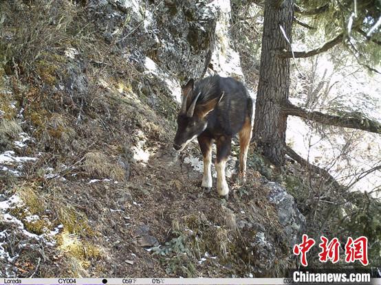 圖為相同位點(diǎn)記錄到的國家二級重點(diǎn)保護(hù)野生動物—中華鬣羚。　中國科學(xué)院昆明動物研究所提供