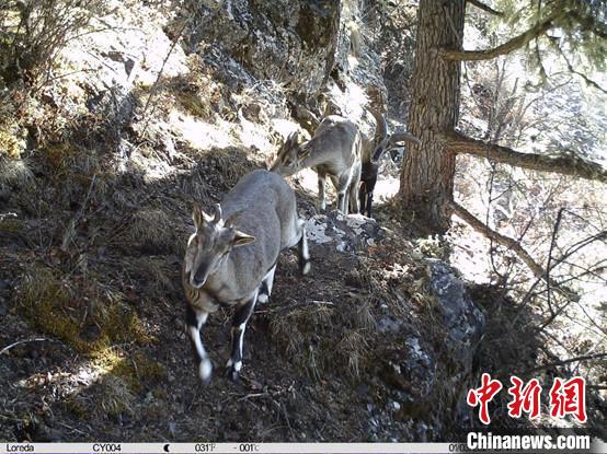 圖為相同位點(diǎn)記錄到的雪豹主要獵物—巖羊。　中國科學(xué)院昆明動物研究所提供