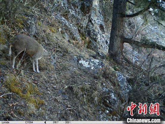 圖為相同位點(diǎn)記錄到的國家一級重點(diǎn)保護(hù)野生動物—馬麝?！≈袊茖W(xué)院昆明動物研究所提供