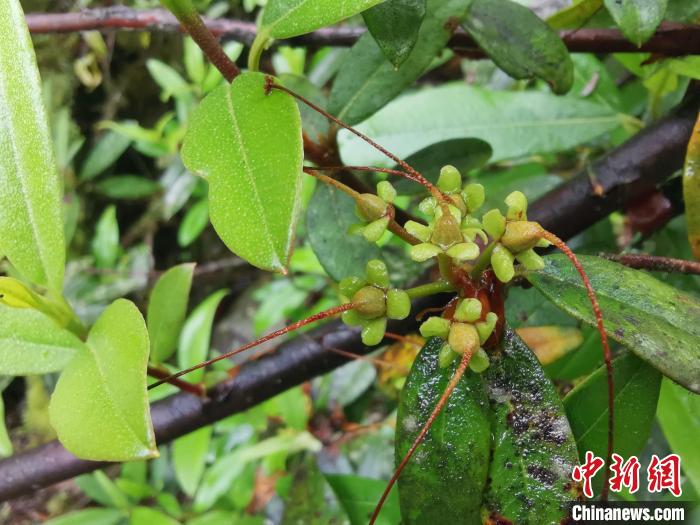 圖為折萼杜鵑果實(shí)圖。　中科院昆明植物研究所提供