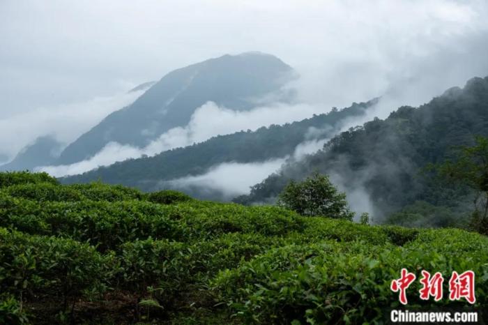 墨脫縣背崩鄉(xiāng)的高山茶場(chǎng)。