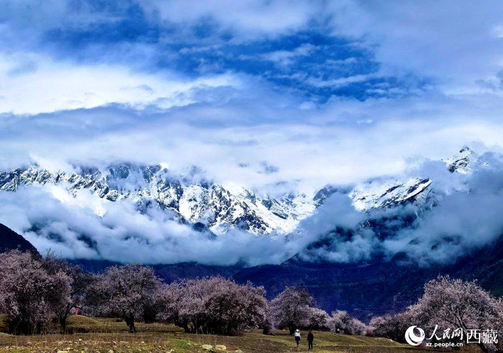 雪山下的桃花。人民網(wǎng) 李海霞攝