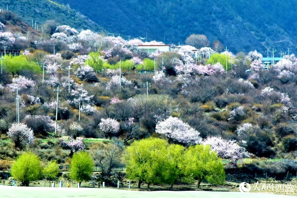 村莊掩映在桃花林中。人民網(wǎng) 李海霞攝