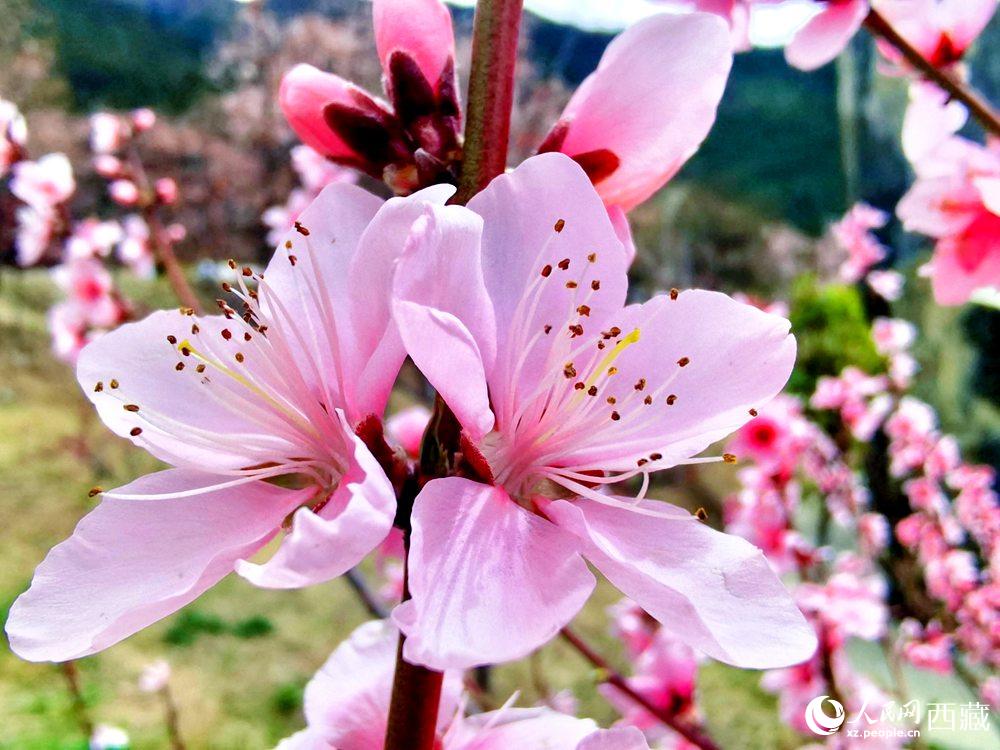 林芝桃花開。人民網(wǎng) 李海霞攝
