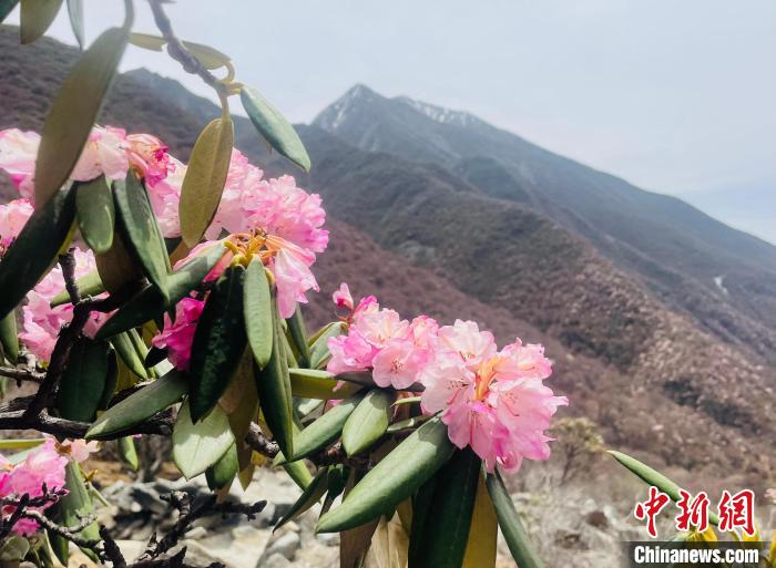 近日，西藏自治區(qū)山南市加查縣索囊溝的杜鵑花競相綻放?！∪轿木?攝