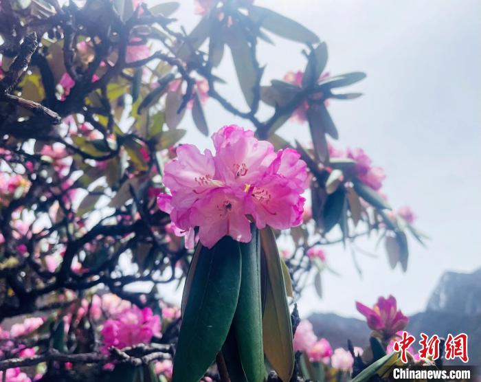 近日，西藏自治區(qū)山南市加查縣索囊溝的杜鵑花競相綻放?！∪轿木?攝