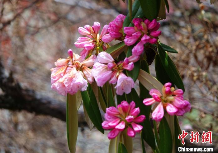 近日，西藏自治區(qū)山南市加查縣索囊溝的杜鵑花競相綻放?！∪轿木?攝