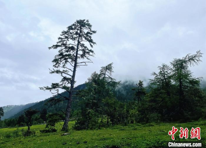 6月10日，魯朗小鎮(zhèn)高山牧場景區(qū)風光?！∪轿木?攝