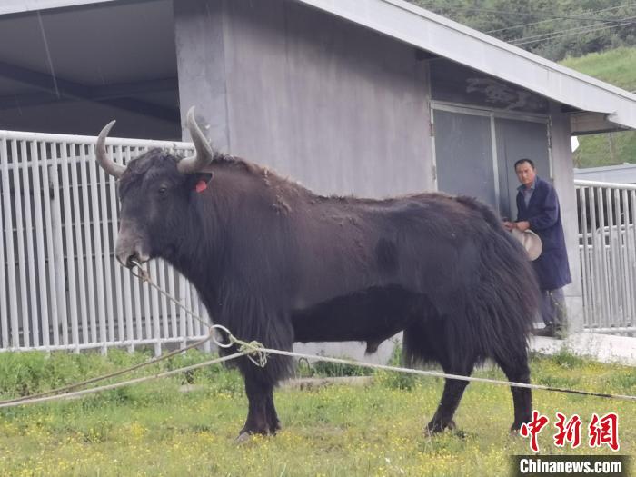 探訪全國最大牦牛產(chǎn)學(xué)研基地：“大通牦?！备牧己笠峒s180萬頭