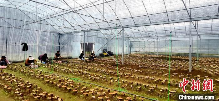 圖為紅太陽科技示范家庭農(nóng)場組織民眾采收靈芝?！∑酱胪喙﹫D