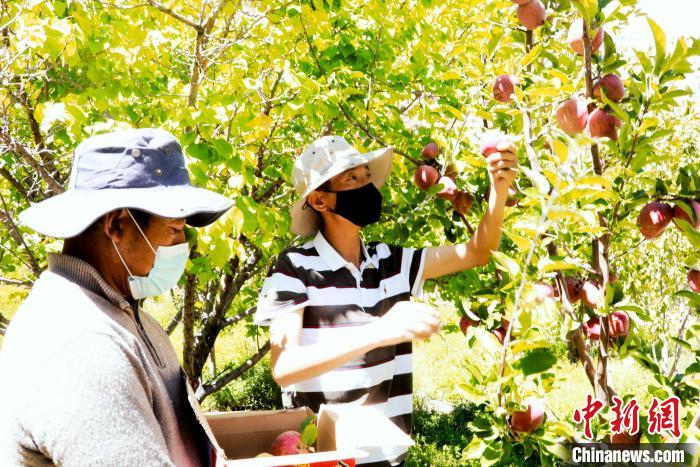 圖為西藏阿里札達(dá)縣底雅鄉(xiāng)村民在自家果園采摘果實(shí)。　阿旺扎西 攝