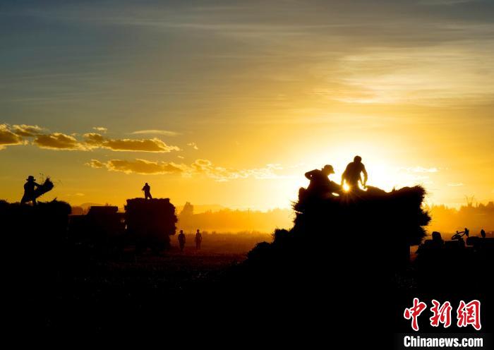 圖為夕陽(yáng)下農(nóng)民正在收割青稞。　日喀則文聯(lián)供圖