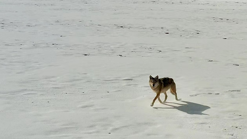 雪地里的阿里“狼”。