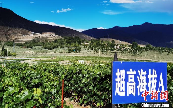 圖為桑日縣種植的葡萄?！∩侥仙Ｈ湛h委宣傳部提供