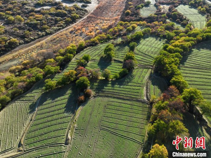 圖為11月8日，雅魯藏布江畔的高原梯田。　董志雄 攝
