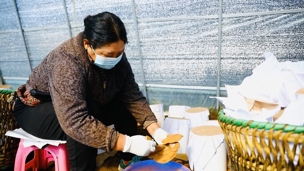 采收靈芝孢子粉。