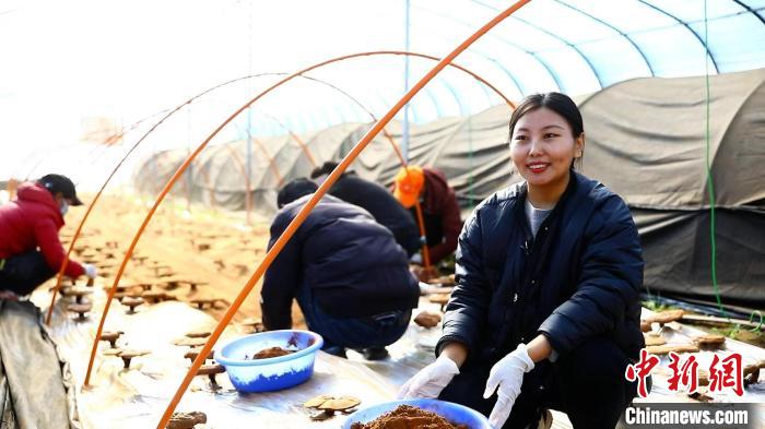 圖為農(nóng)民采收靈芝孢子粉。　鄧巴 攝