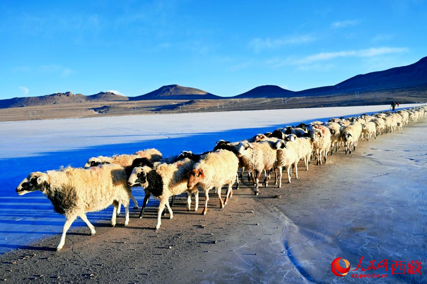羊群排著隊(duì)穿過普莫雍錯(cuò)。 人民網(wǎng) 李海霞攝