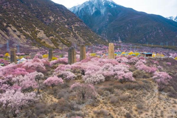 人間桃花源！林芝桃花有多絕？