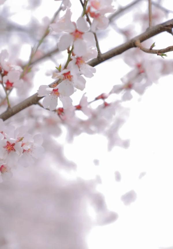 人間桃花源！林芝桃花有多絕？