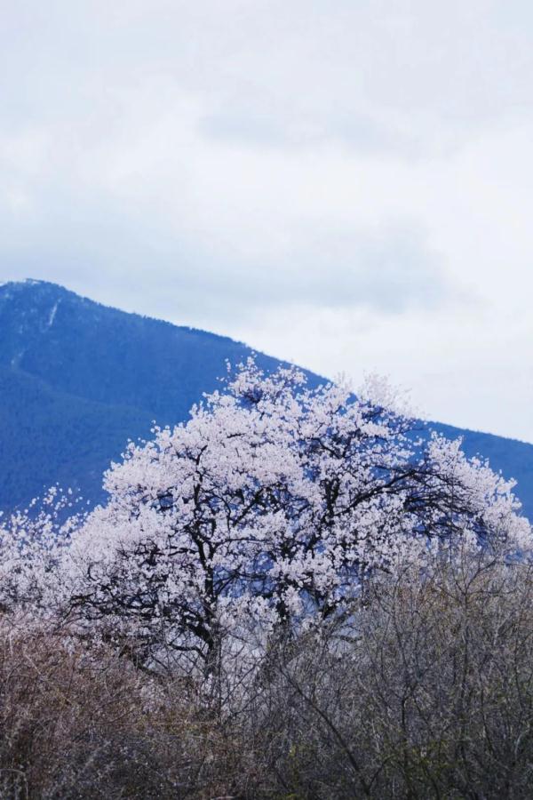 人間桃花源！林芝桃花有多絕？