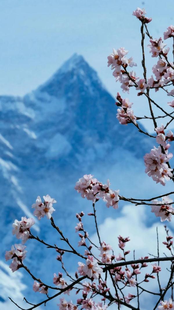 人間桃花源！林芝桃花有多絕？