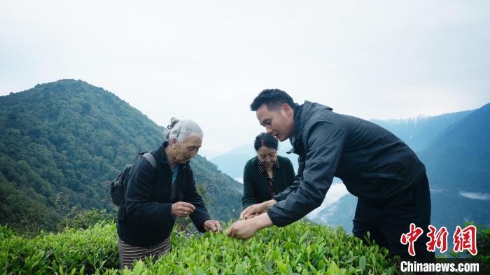 圖為銀發(fā)旅游體驗(yàn)團(tuán)兩位老人體驗(yàn)采茶。　西藏專項(xiàng)旅游協(xié)會供圖