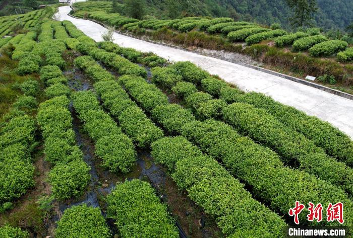 圖為西藏林芝市墨脫縣背崩鄉(xiāng)格林村山頂?shù)木坝^茶園。(無人機(jī)照片) 李林 攝