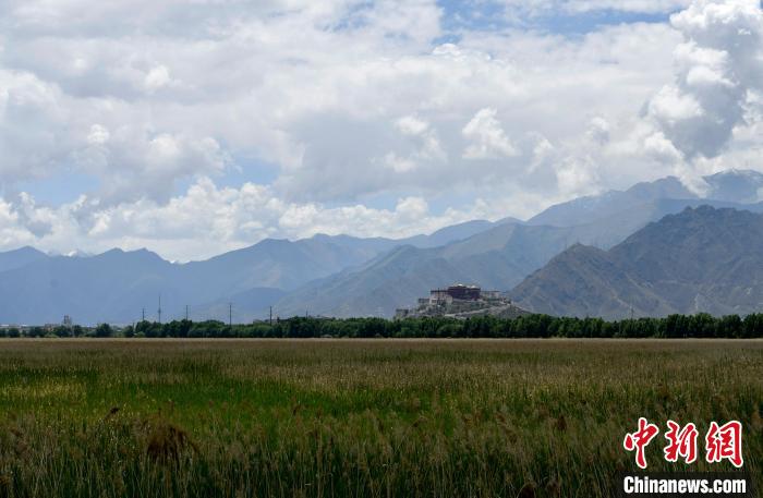 圖為6月22日，西藏拉薩拉魯濕地?！±盍?攝