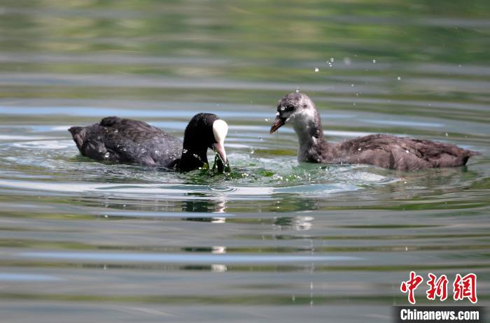 圖為6月22日，棲息在拉魯濕地內(nèi)的古頂雞?！±盍?攝