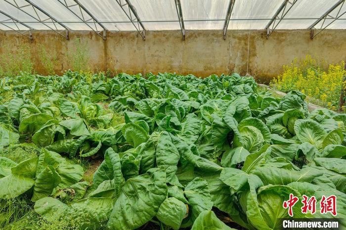 公珠湖執(zhí)勤點的大棚蔬菜，種菜是該執(zhí)勤點輪換民警們的日常?！↓埿▲P 攝