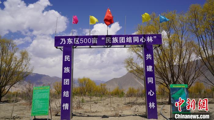 圖為“民族團(tuán)結(jié)同心林”項目。　乃東融媒供圖
