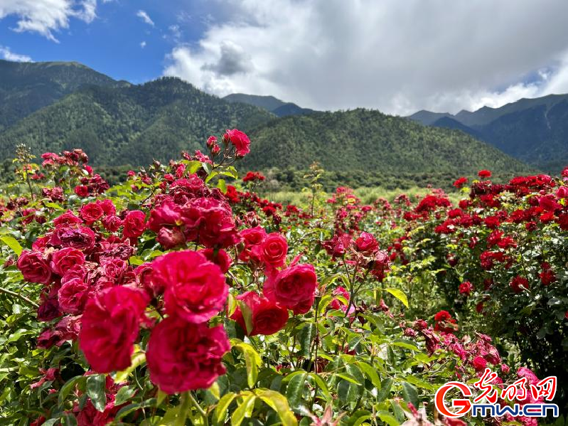 我們的家園丨工布花谷：高原花開(kāi)香飄全國(guó)，產(chǎn)業(yè)經(jīng)濟(jì)增收致富