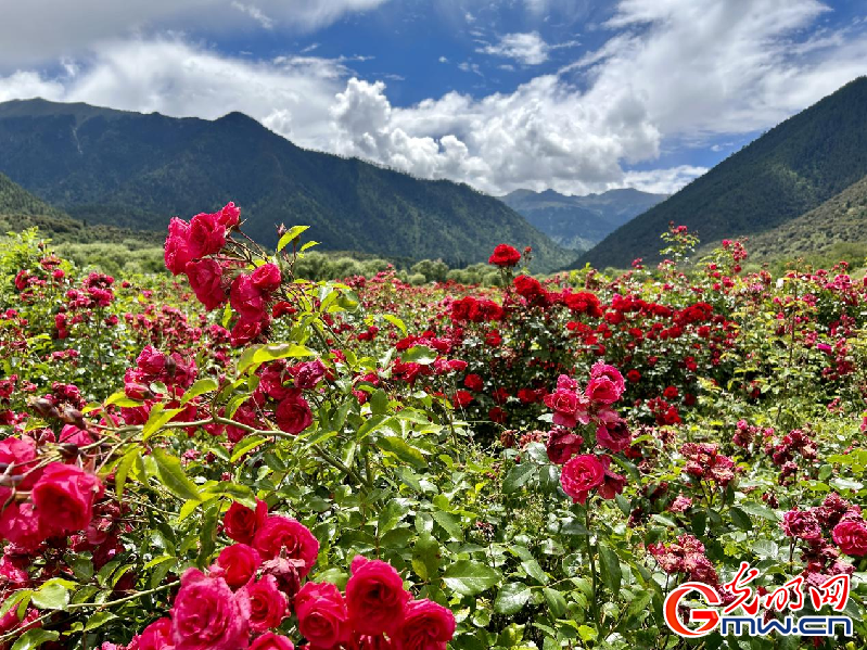 我們的家園丨【組圖】 綠水青山入畫，“金山銀山”筑起