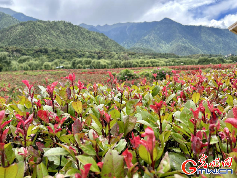 我們的家園丨【組圖】 綠水青山入畫，“金山銀山”筑起