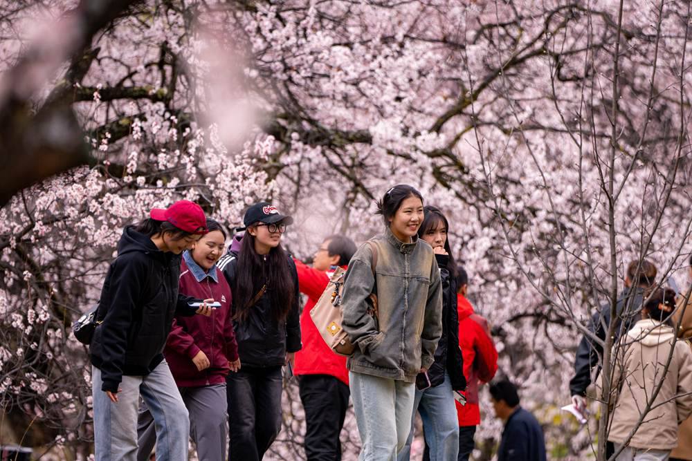 桃花盛開惹人醉，八方游客賞花來(lái)。徐馭堯攝