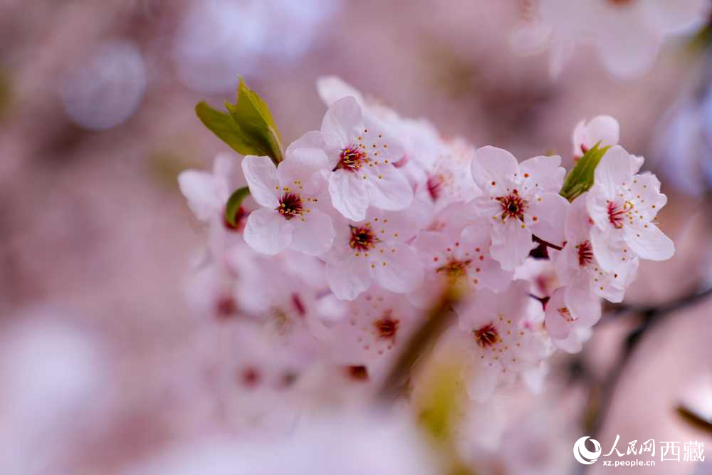 桃花盛開惹人醉。人民網(wǎng)記者 次仁羅布攝