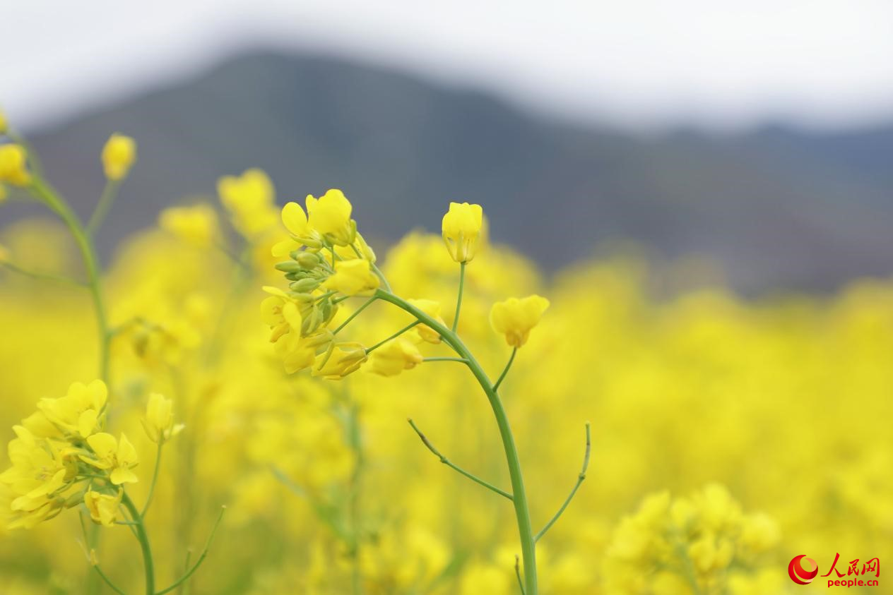 金色油菜花鋪滿大地。 人民網(wǎng) 李海霞攝
